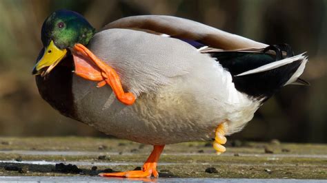 pene pato|El extraño mundo de los penes animales: de bífidos a。